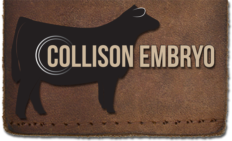 Collison Embryo